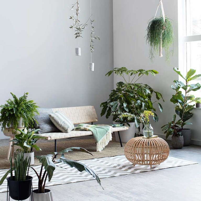 Solutions Houseplants ELLE Decoration UK