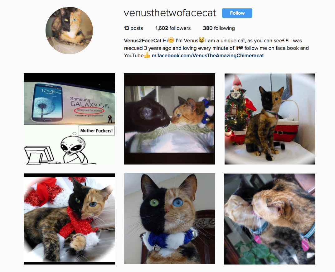 Our favourite Instagram animals ELLE Decoration UK