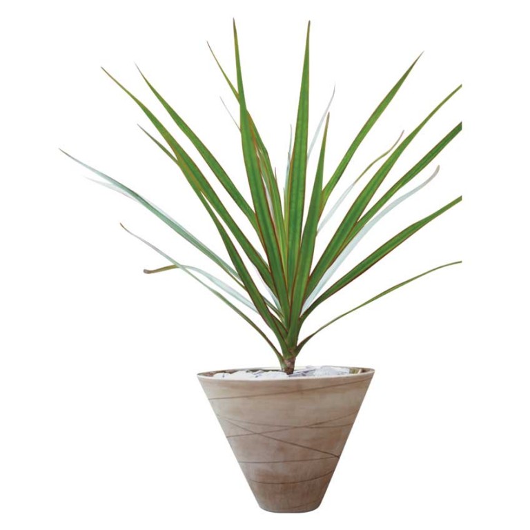 Lifestyle Air purifying plants ELLE Decoration UK